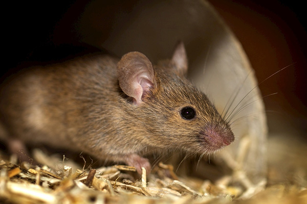 老鼠防治,長沙滅鼠公司,長沙老鼠防治,商場滅老鼠,守護者生物工程