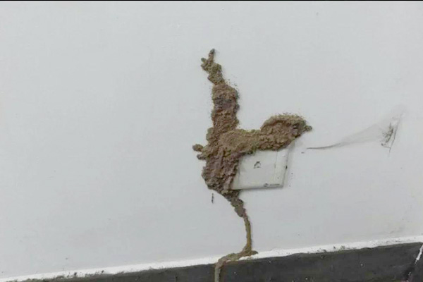 如何識別家中白蟻蹤跡？防治技巧大放送！