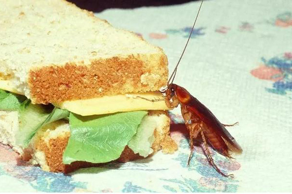 長(zhǎng)沙滅蟑螂,蟑螂防治,蟑螂消殺,長(zhǎng)沙滅蟑螂公司,守護(hù)者生物工程