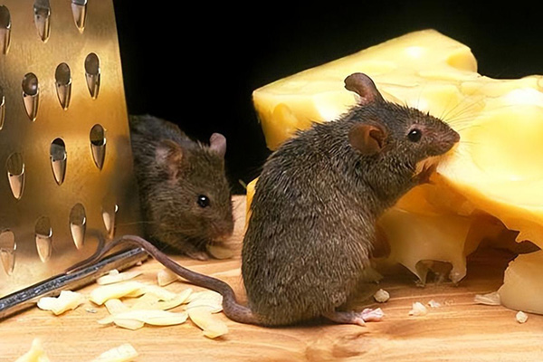 老鼠防治,長沙滅鼠公司,長沙老鼠防治,家里滅老鼠,守護者生物工程